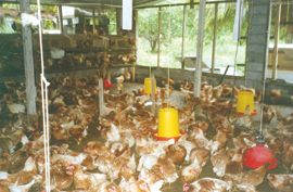 Chicken Farm