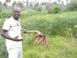 Cassava Cultivation in SVG