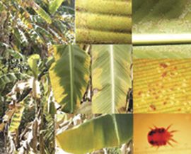 Banana disease still unknown, new threat looming