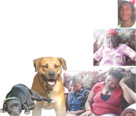 Domestic worker mauled by employer’s dogs