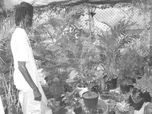 The Plant Shop: Environmental Spirit