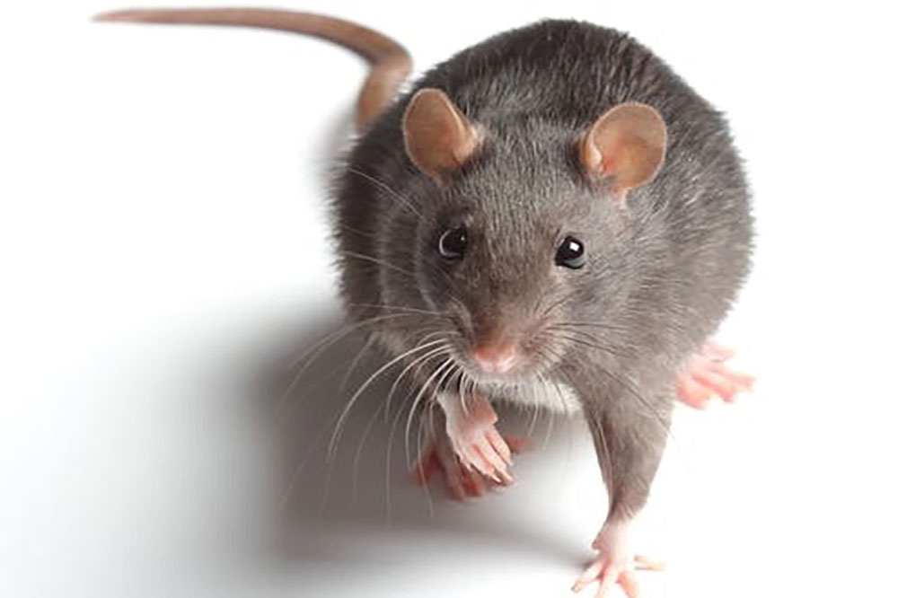 Leptospirosis: Beware of Rats!