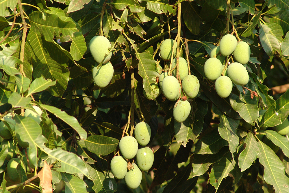 Arnos Vale mango thief  ordered to pay owner $200, put on bond for one year