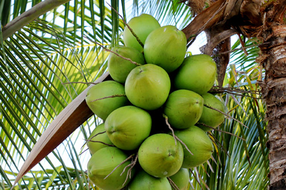 Man to answer charge of stolen coconuts