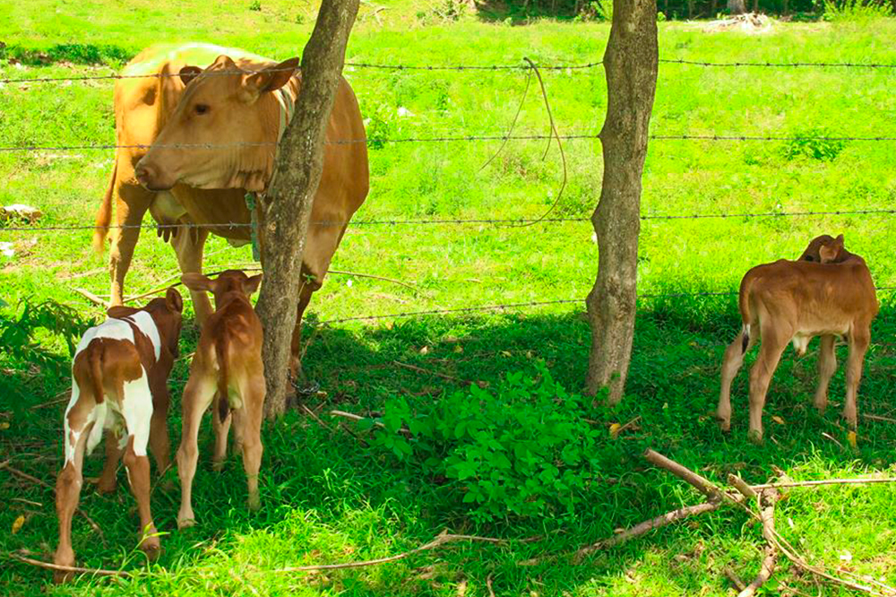 Heifer gives birth to three calves, making history in SVG