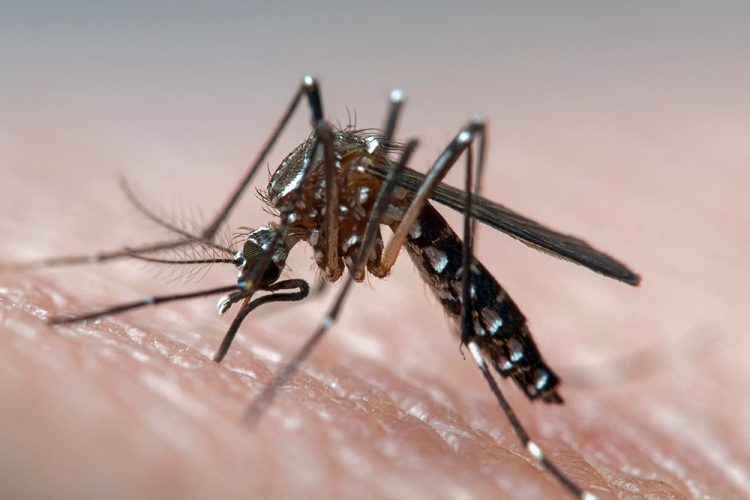 Ministry confirms fifth death from dengue in SVG