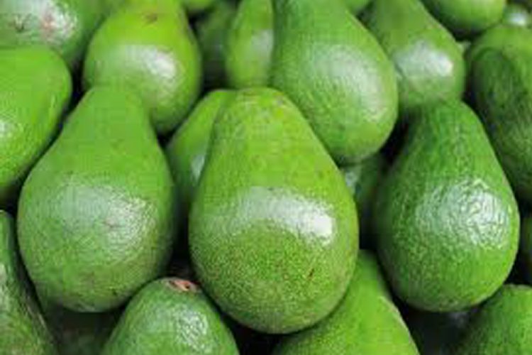 Vermont resident fined $400 for theft of avocados