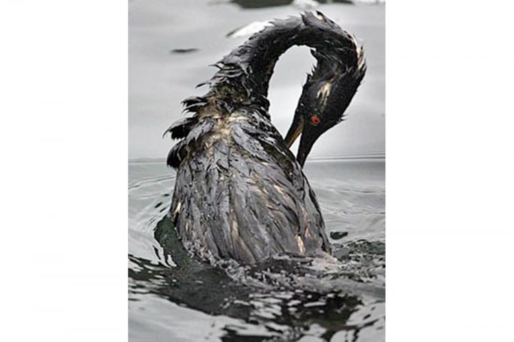 The effects of oil spill on the marine ecosystem