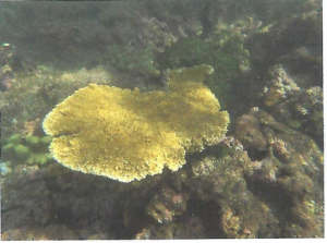 Letter of opposition to the application to remove a reef at Villa