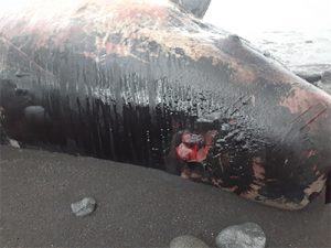 Whale that washed ashore at Georgetown should not be eaten - officials