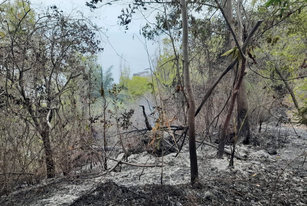 Fire at Zion Trail causes extensive damage – Forestry Department